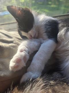 Kitten Benji Moon photo 2