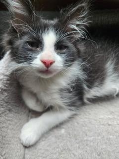 Kitten Benji Moon photo 3