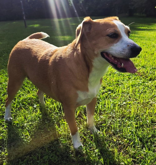MILA, an adoptable Beagle in Franklin, TN