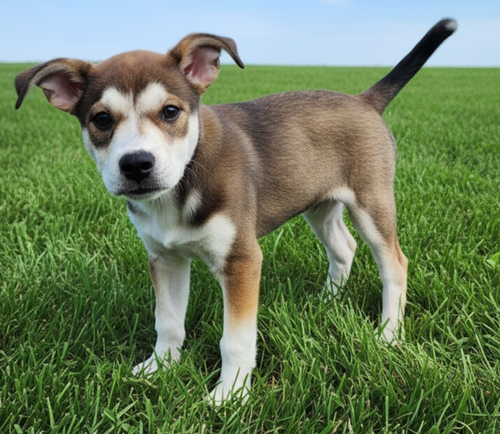 Puppy Whisper photo 2
