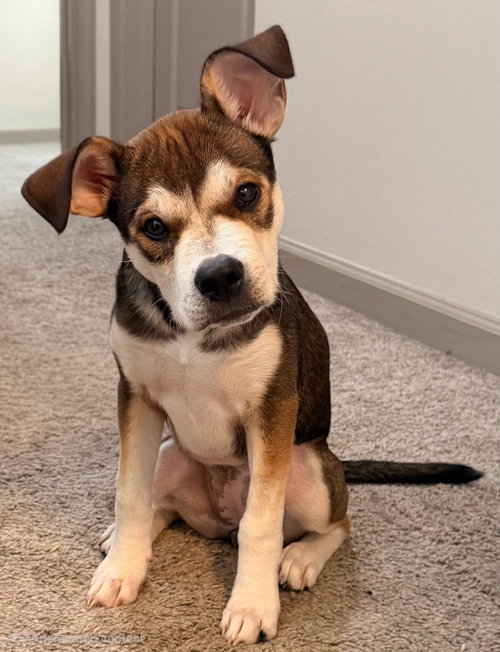 PUPPY WHISPER, an adoptable Husky in Franklin, TN