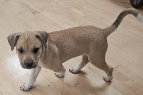 PUPPY COWBOY, an adoptable Catahoula Leopard Dog in Franklin, TN