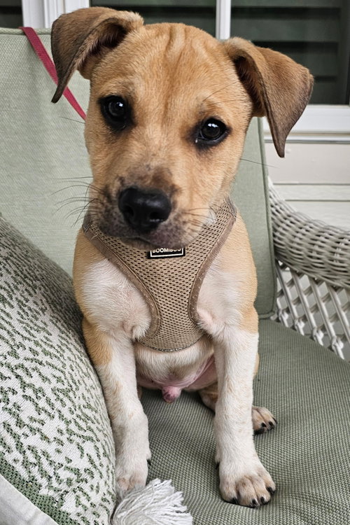 Puppy Cowboy photo 2