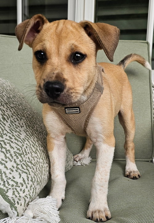 Puppy Cowboy photo 3