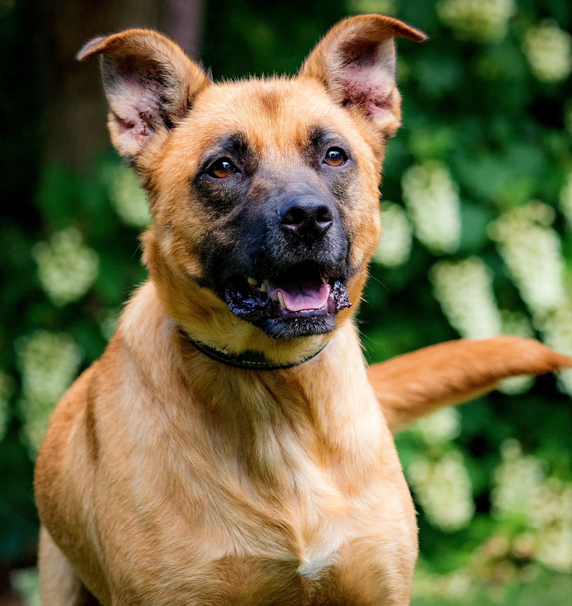 Kenny - Shepherd