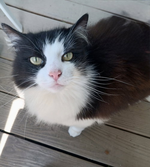 HUNTER THE BOBTAIL, an adoptable Bobtail in Franklin, TN