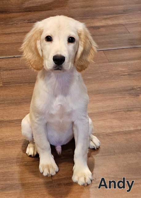 Puppy Andy