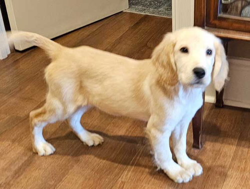 Puppy Andy photo 2