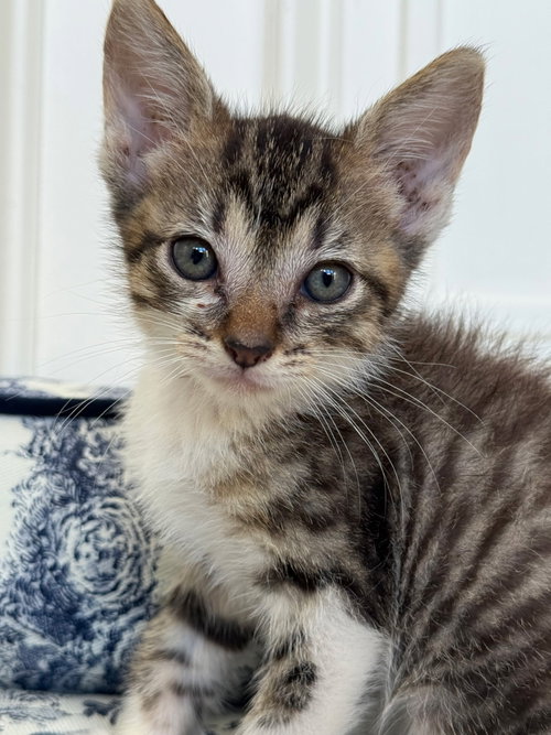 Kitten Princess Bubbles
