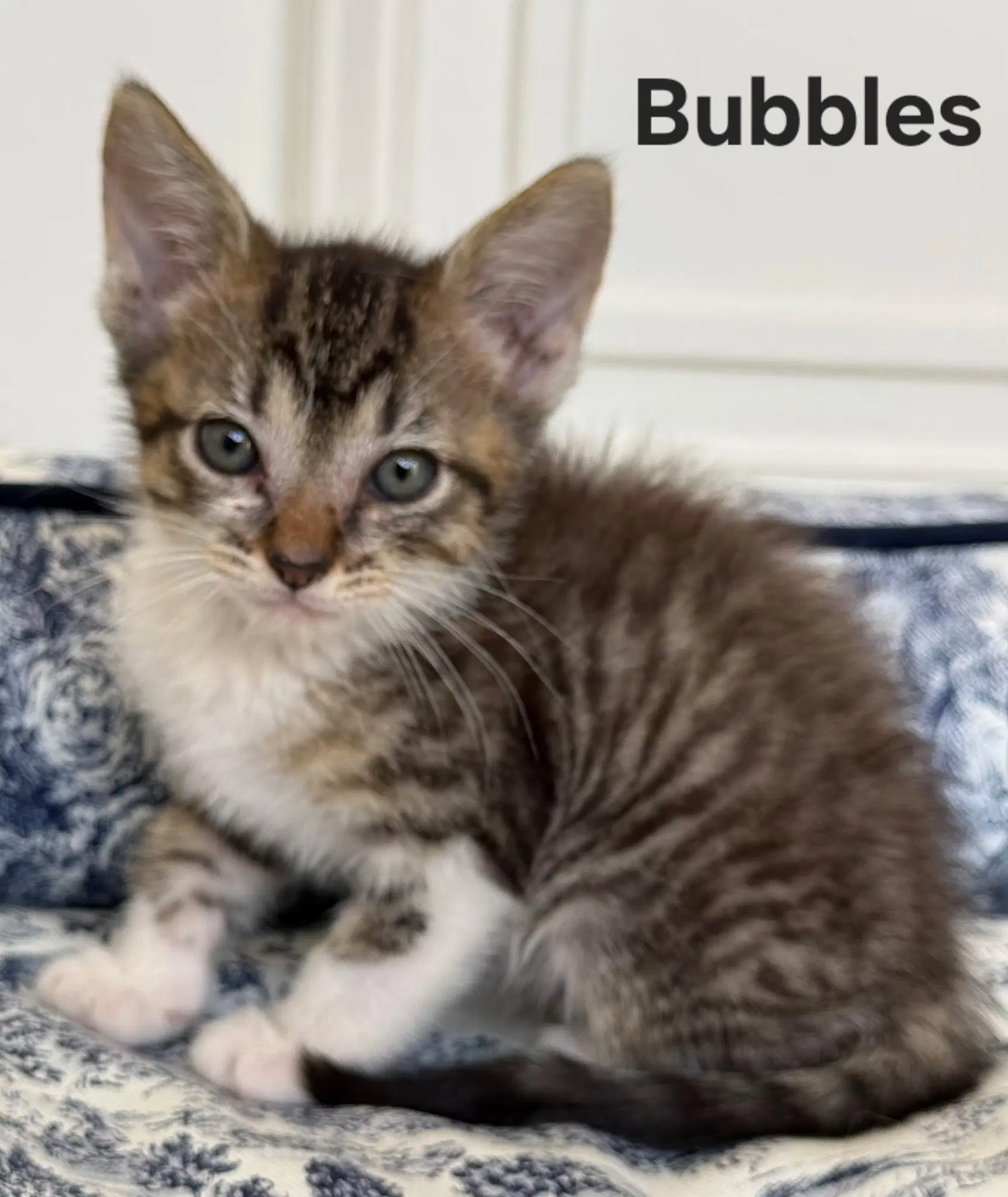 Kitten Princess Bubbles image 2