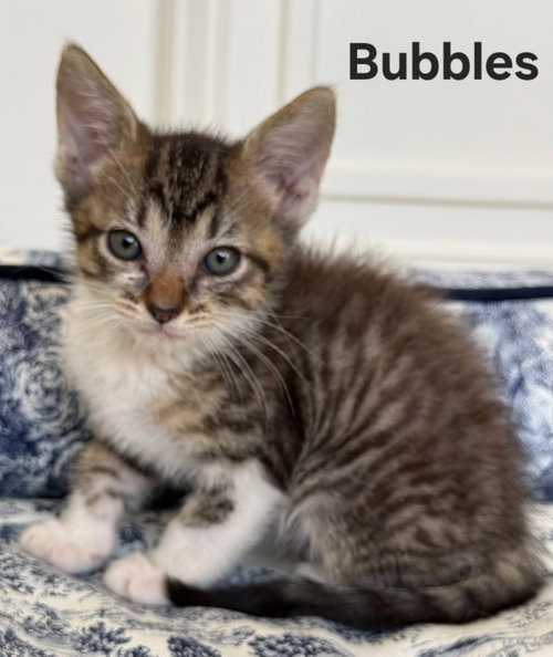 Kitten Princess Bubbles photo 2
