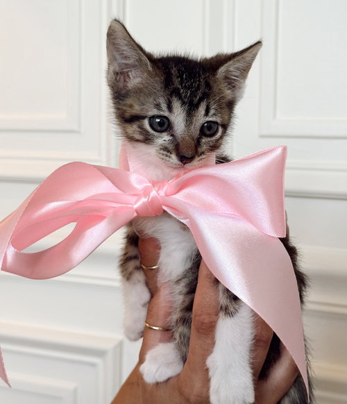 Kitten Princess Bubbles photo 3
