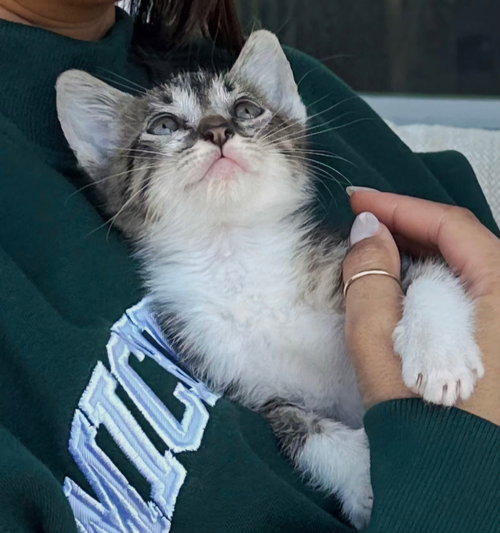 Kitten Princess Bubbles photo 4