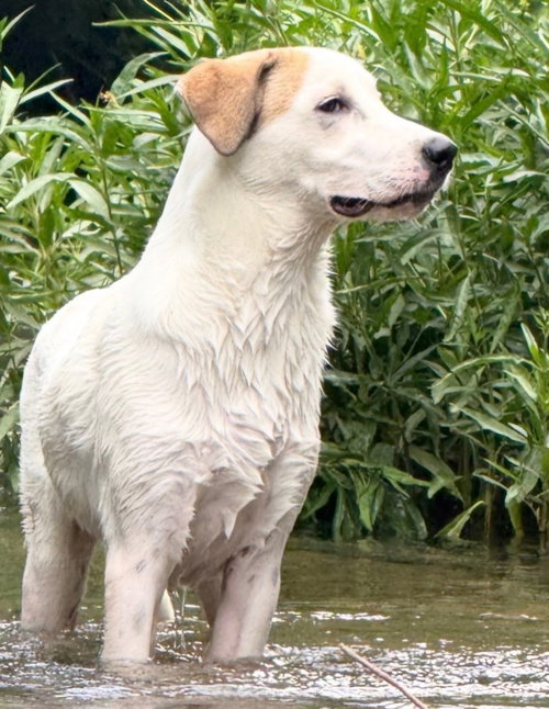 Puppy Paris photo 3
