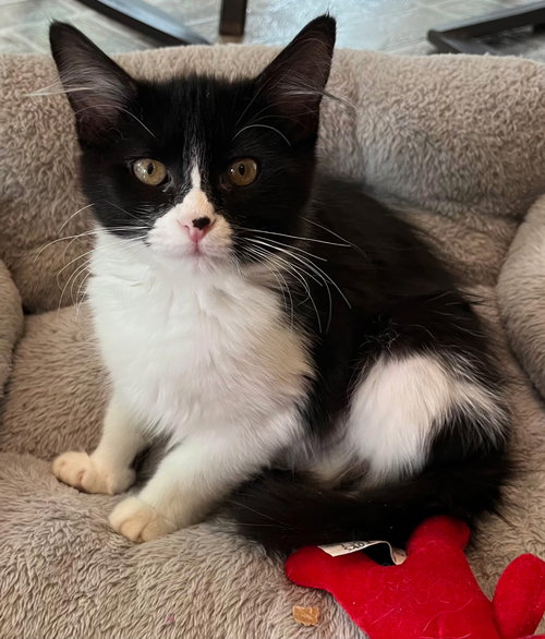 Kitten Baby Skunk