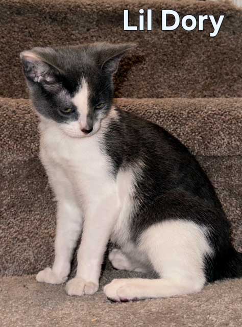 KITTEN DORY ANN