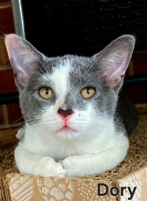 Kitten Dory Ann