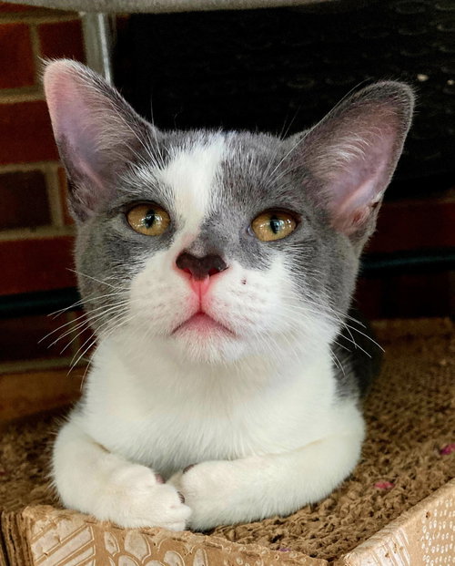 Kitten Dory Ann photo 2