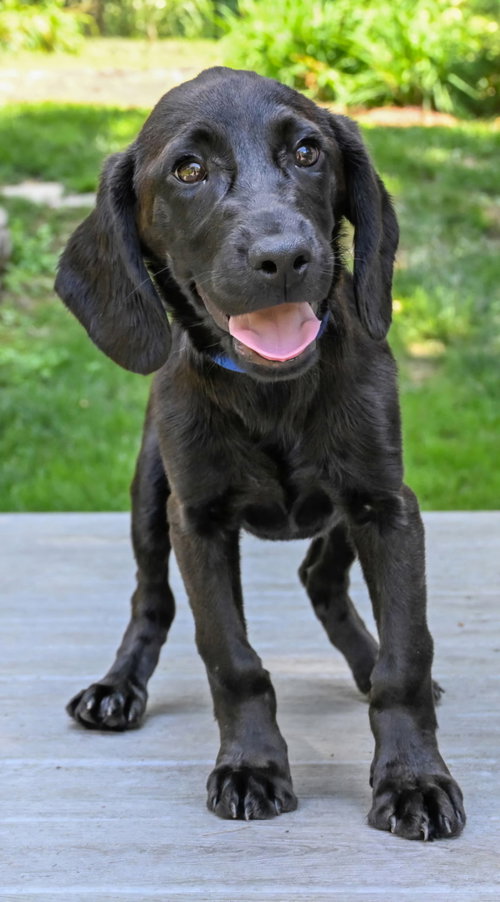 Puppy Princess Cassie photo 3