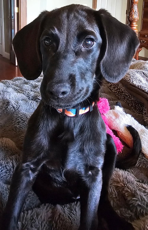 Puppy Princess Cassie photo 4