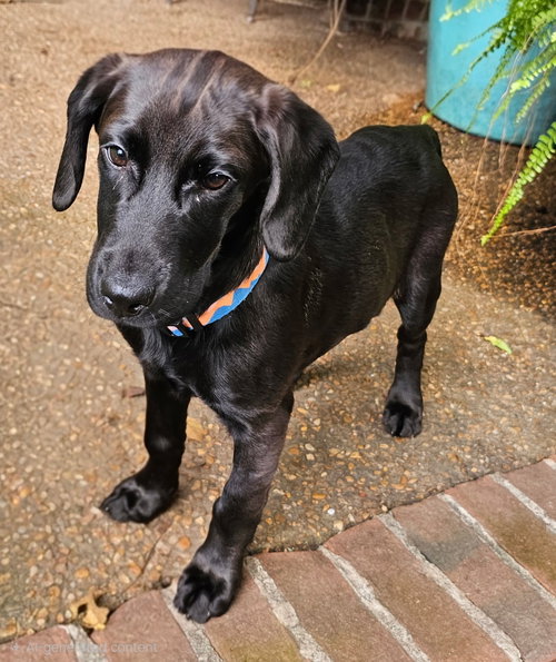 PUPPY PRINCESS CASSIE, an adoptable Labrador Retriever in Franklin, TN