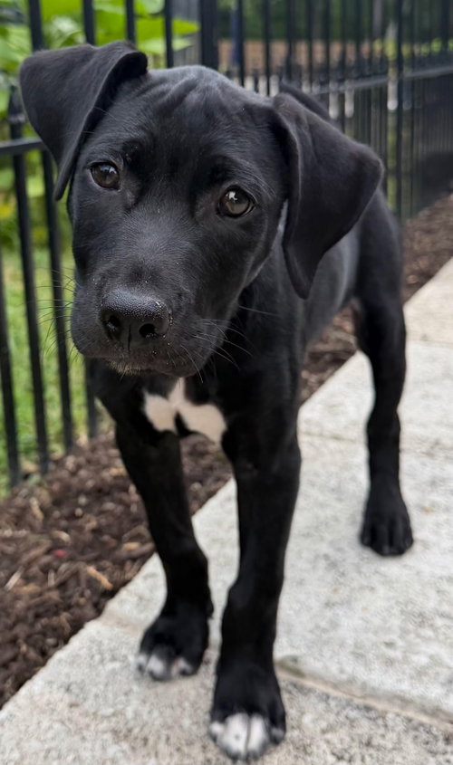Puppy Phoenix