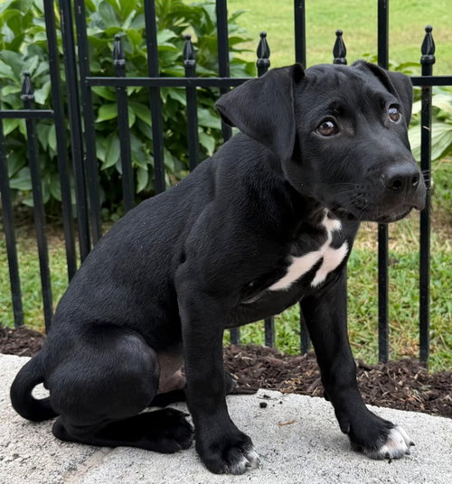 Puppy Phoenix photo 2