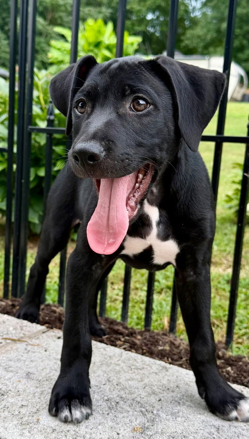 Puppy Phoenix photo 3