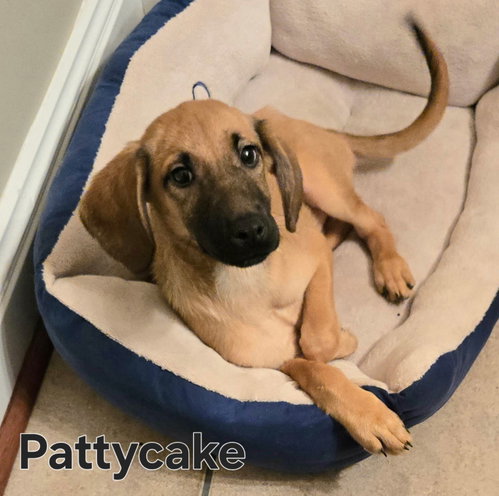 Puppy Pattycake