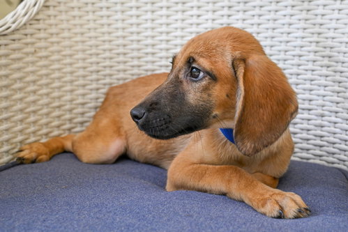 Puppy Pattycake photo 2