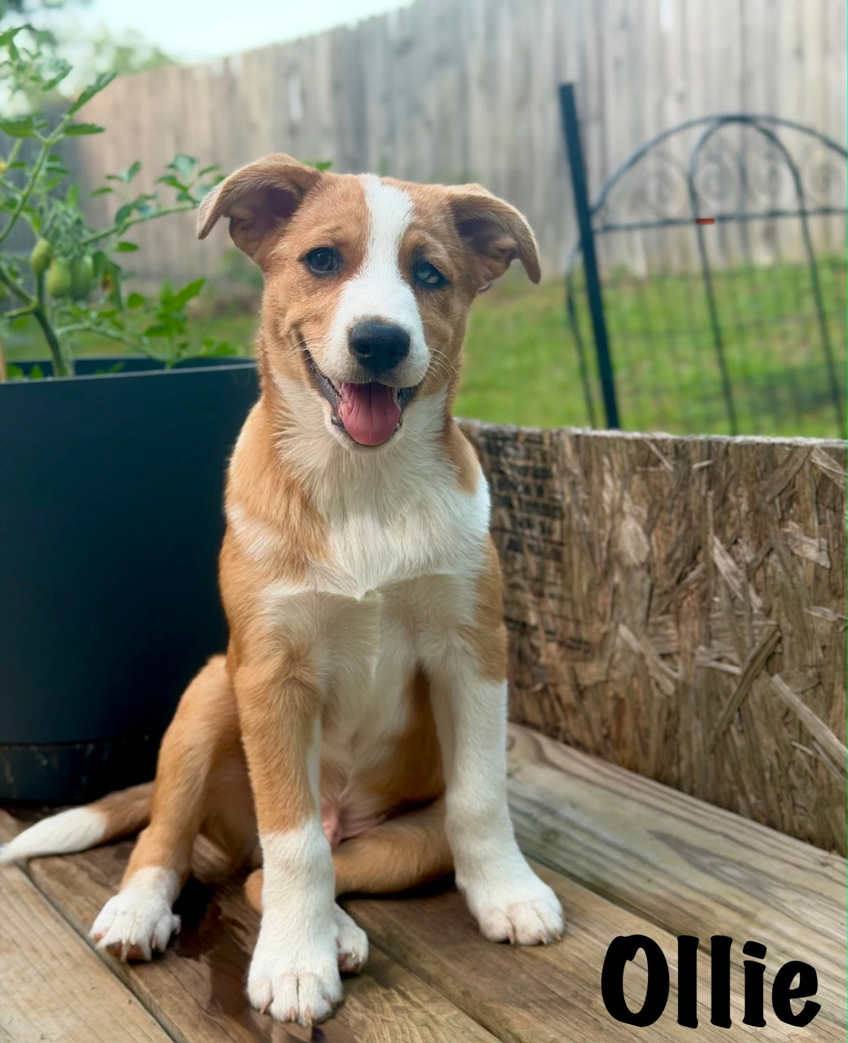 Puppy Ollie