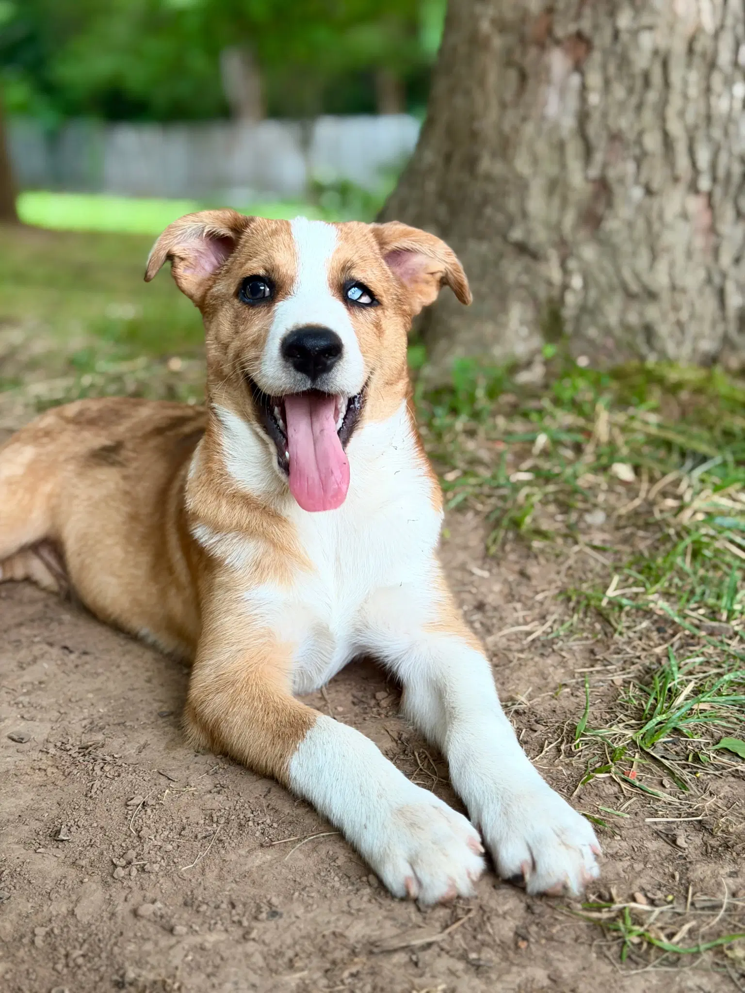 Puppy Ollie image 2