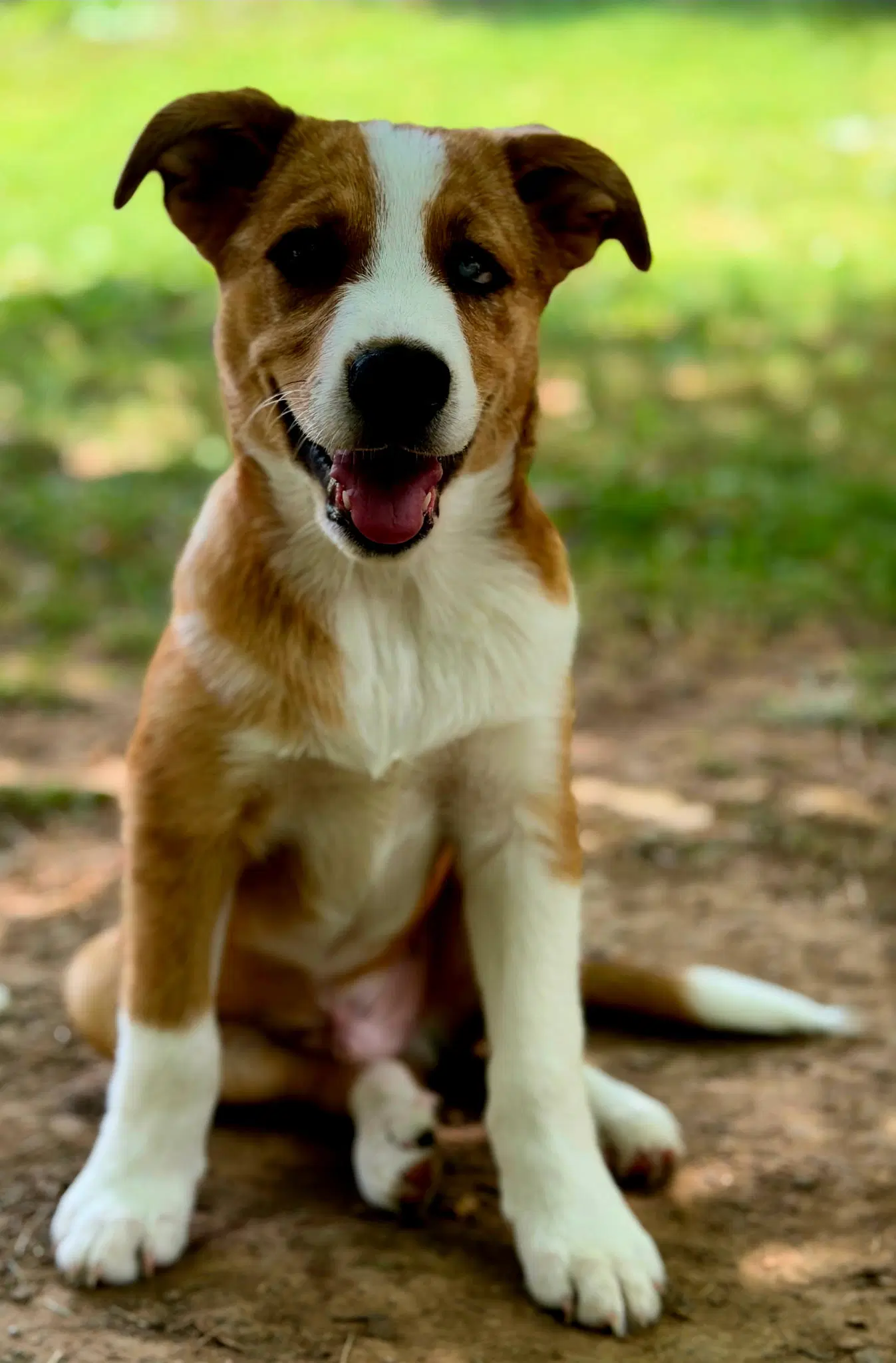 Puppy Ollie image 4