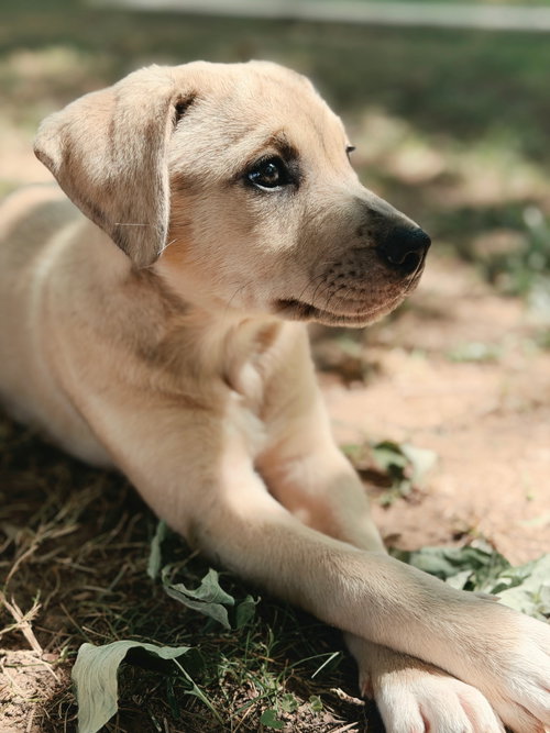 Puppy Maple photo 3