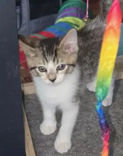 Kitten Pixie Love image 2