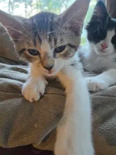 Kitten Pixie Love - Tabby