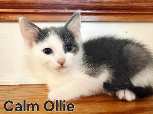 Kitten Calm Ollie photo 2