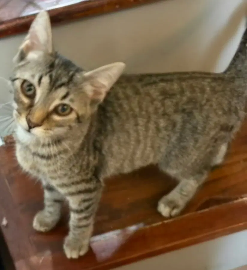 Kitten Claire - Tabby