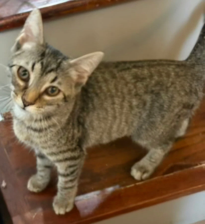 Kitten Claire
