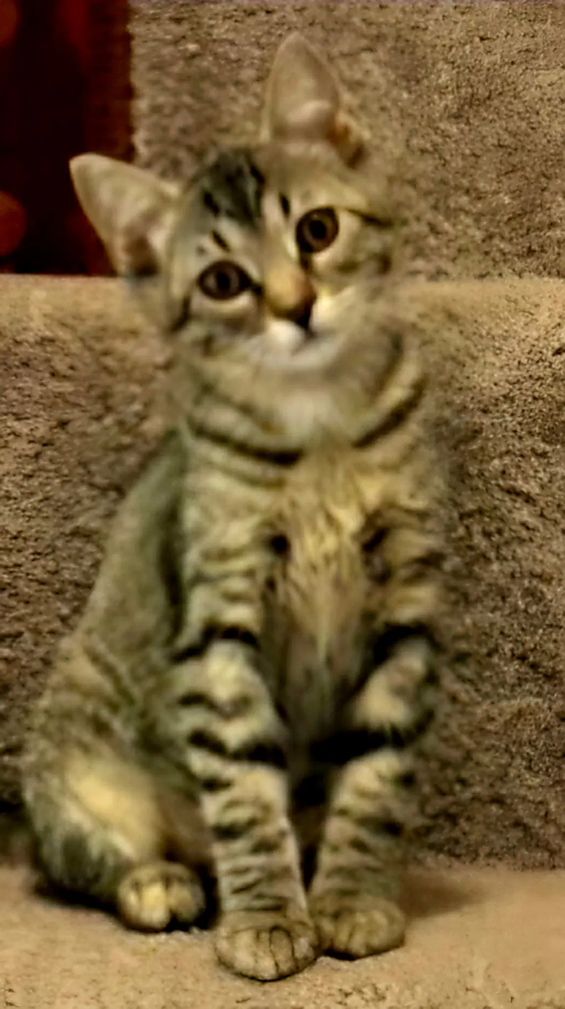 Kitten Claire image 2