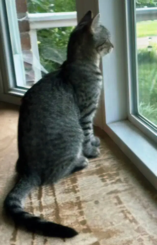 Kitten Claire image 3