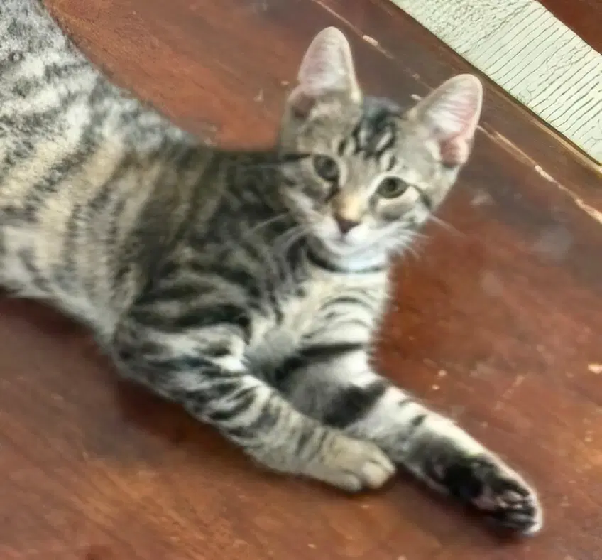 Kitten Handsome Steve image 3