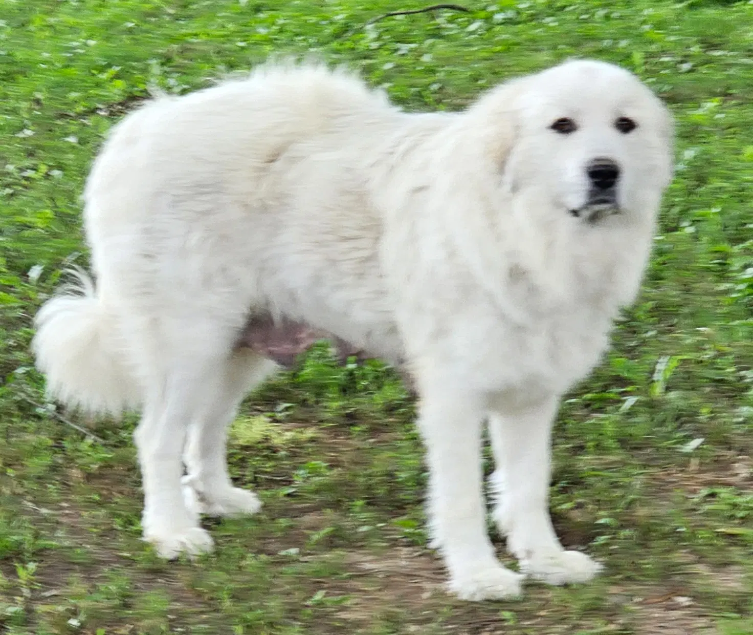 Lady Anne - Great Pyrenees