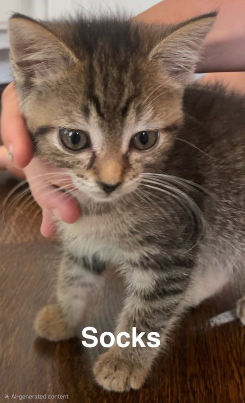 Kitten Khaos Group photo 2
