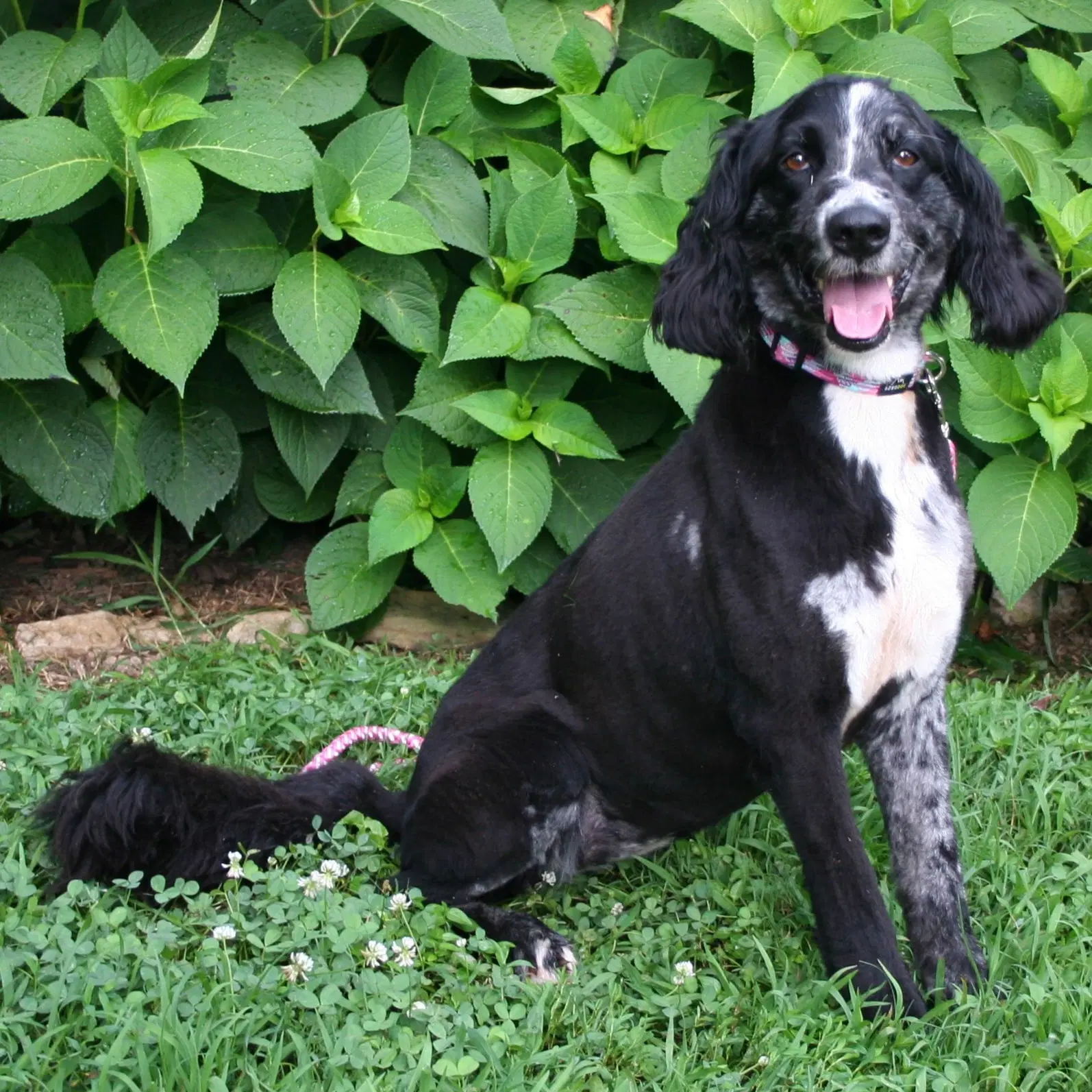Marley Girl - Australian Shepherd