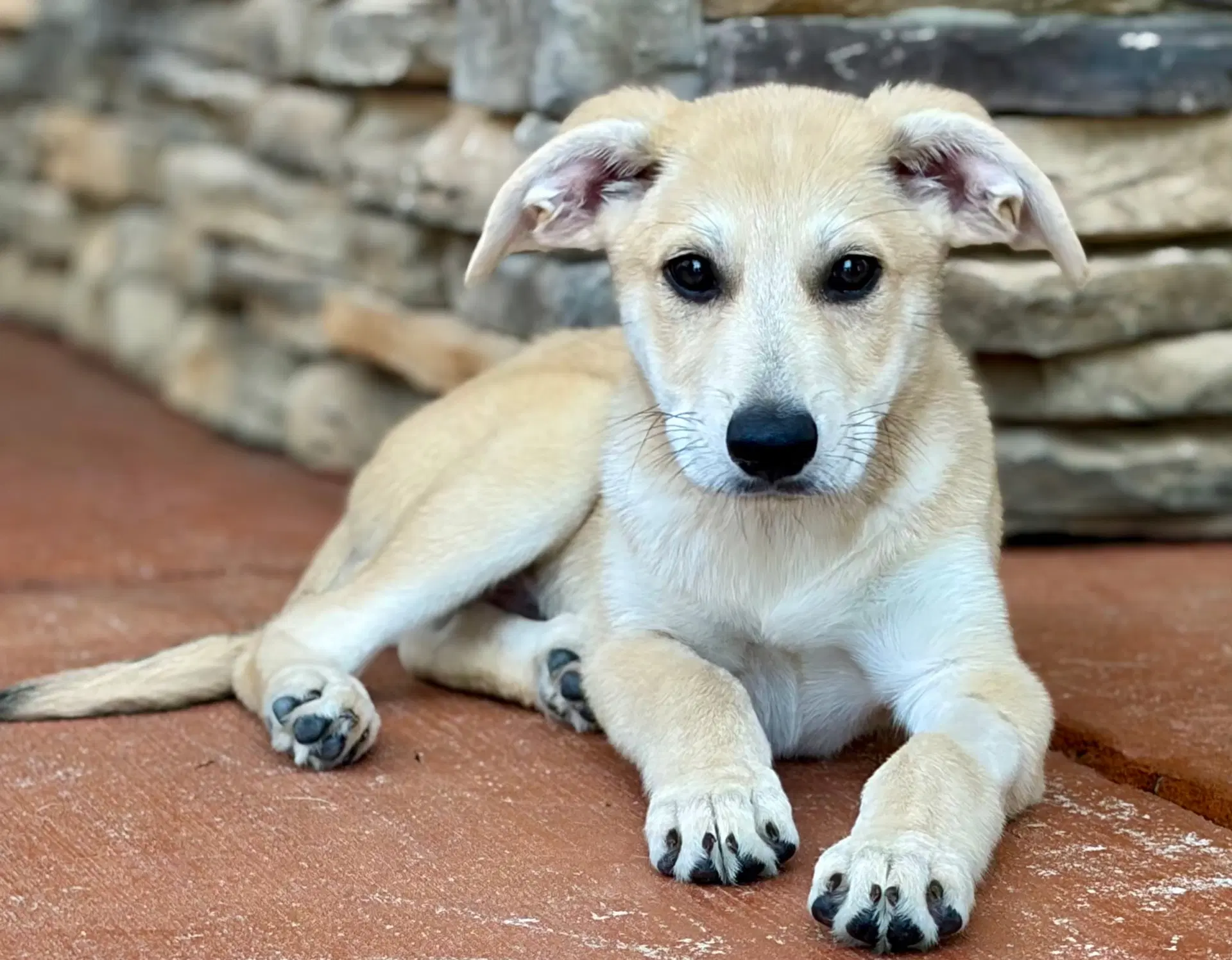 Puppy Mrtubbs - Labrador Retriever