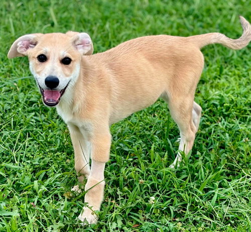 Puppy Mr.Tubbs photo 2