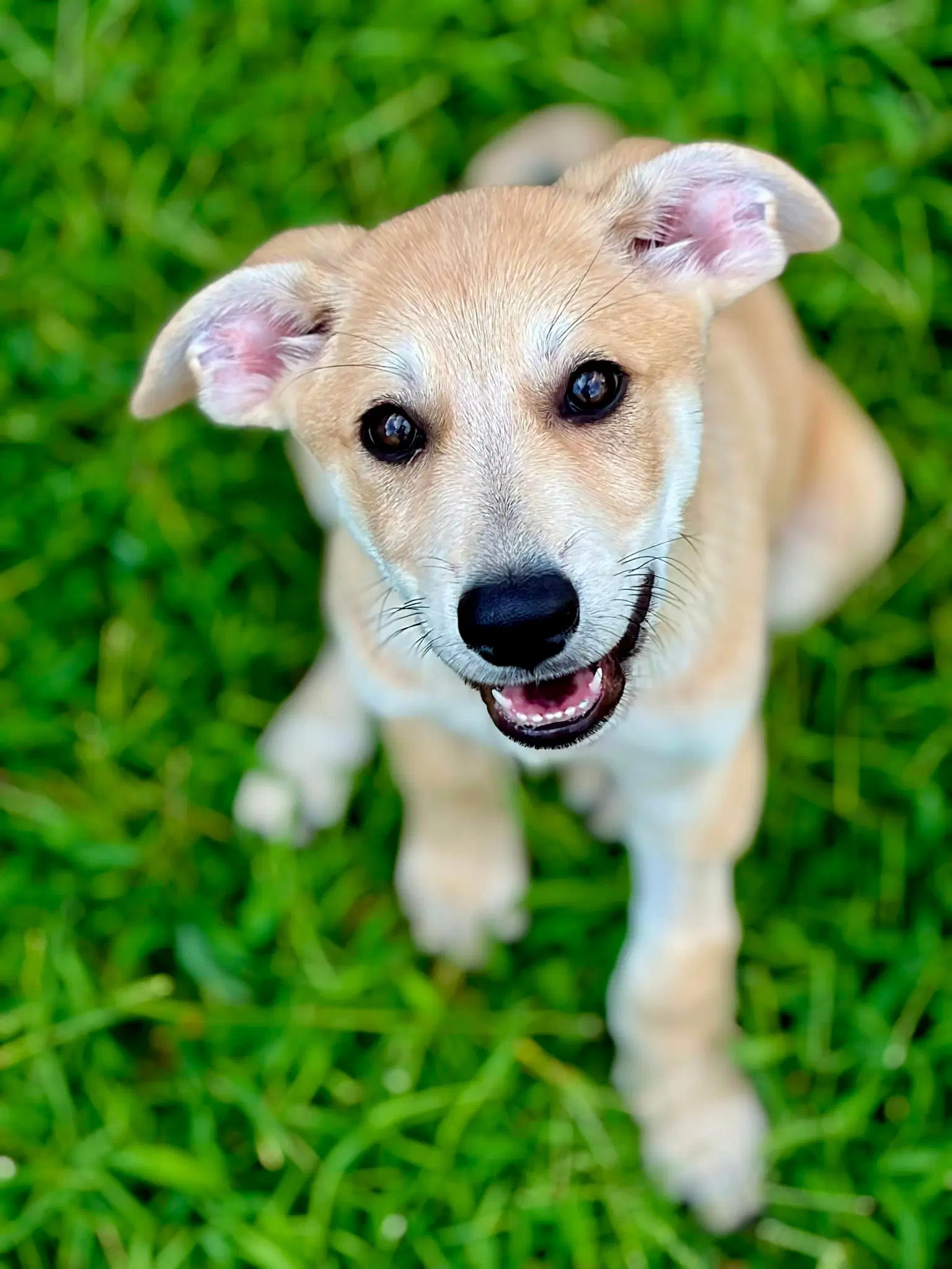 Puppy Mrtubbs image 3