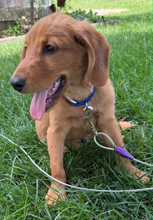 Puppy Lil Daddy photo 2