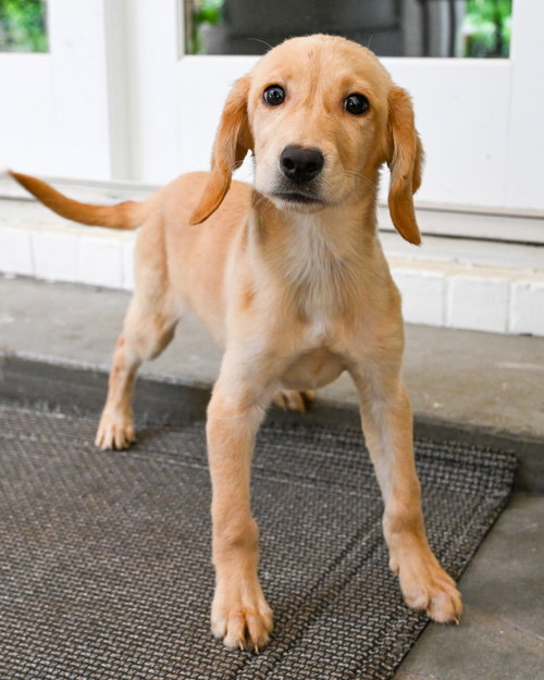 Puppy Hattie photo 2